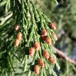 Calocedrus decurrens Flower