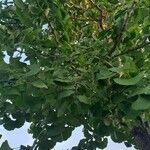 Ginkgo biloba Leaf