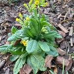 Primula veris অভ্যাস