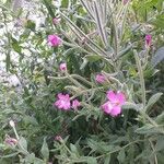 Epilobium hirsutum Floro
