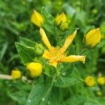 Hypericum ascyron Λουλούδι