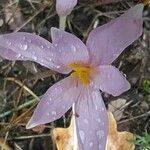 Colchicum alpinum 花