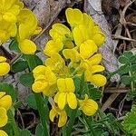 Coronilla vaginalis Flower