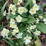 Primula vulgarisLorea