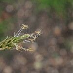 Carex leporina 花