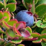 Gaultheria myrsinoides Plod