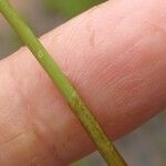 Eleocharis multicaulis Otro