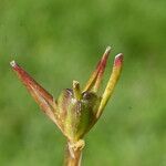 Gagea fragifera 果実