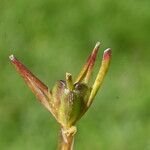 Gagea fragifera Fruit