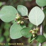 Cotoneaster nummularius অন্যান্য