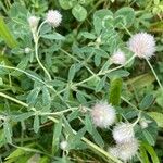 Trifolium arvense عادت داشتن