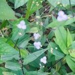 Gibasis pellucida Blüte