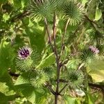 Arctium lappaBlad