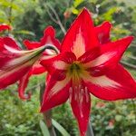 Hippeastrum correienseKvet