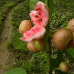 Siparuna thecaphora Fruit