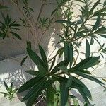 Nerium oleander পাতা