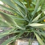 Allium ascalonicum Leaf