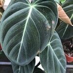 Philodendron melanochrysum Fuelha