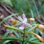 Eulophia maculata Цвят