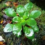Aichryson divaricatum Hoja