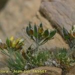 Draba hispanica Habitat