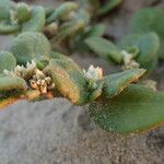 Alternanthera littoralis Fleur