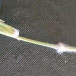 Panicum coloratum Other