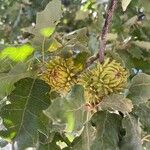 Quercus ithaburensis Fruit