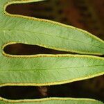 Pteris similis Hostoa