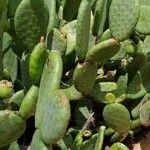Tacinga inamoena Hoja