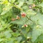 Scrophularia scorodoniaFlower