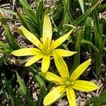 Gagea fragifera 花