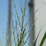 Leptochloa fusca Flower