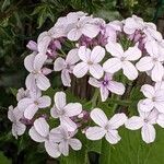 Lunaria rediviva Цвят