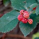 Rubus gratus Frukt