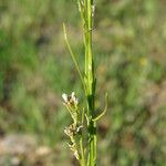 Arabis planisiliqua Natur