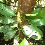 Psychotria gilletii বাকল