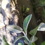 Salvia discolor Hostoa