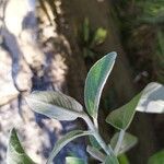 Salvia discolor Feuille