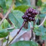 Lonicera periclymenum Fruit