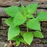 Salvia hispanica Celota