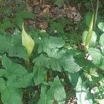 Arum maculatum葉