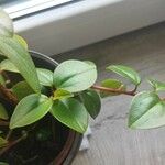 Peperomia glabella Листок