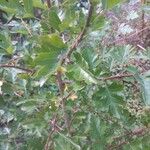 Crataegus x subsphaerica Leaf
