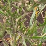 Lepidium ruderale Feuille