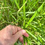 Urochloa eminii Bloem