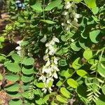 Robinia viscosa Blatt