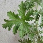 Pelargonium graveolens Feuille