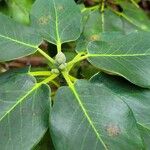 Rhododendron thomsonii Blad