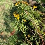 Tanacetum vulgareBlomma